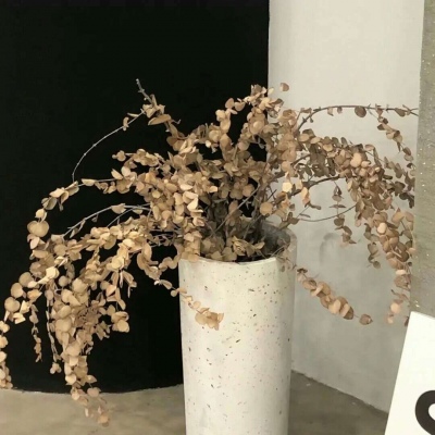 兽设幻想物种设计福瑞交流群